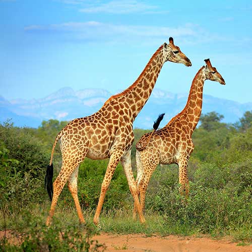 Arusha