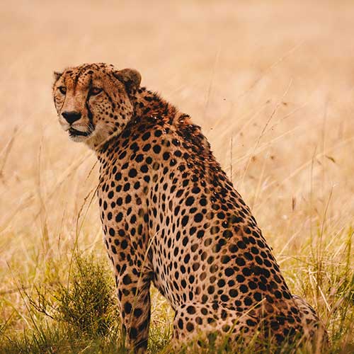 Serengeti