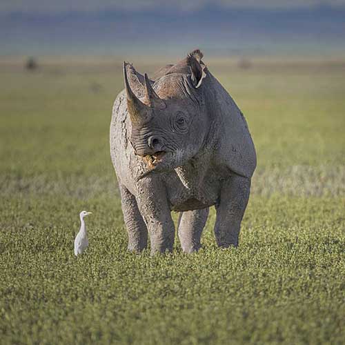Ngorongoro