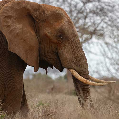 Tarangire