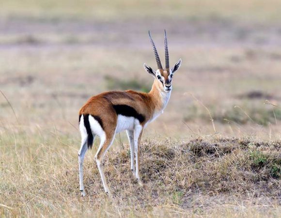 2-Days Thomson Gazelle Safari