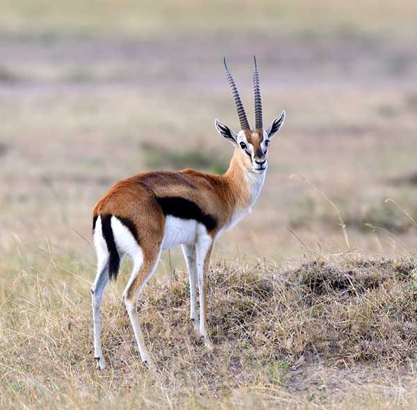 2-Days Thomson Gazelle Safari
