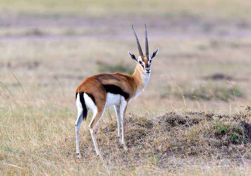 2-Days Thomson Gazelle Safari
