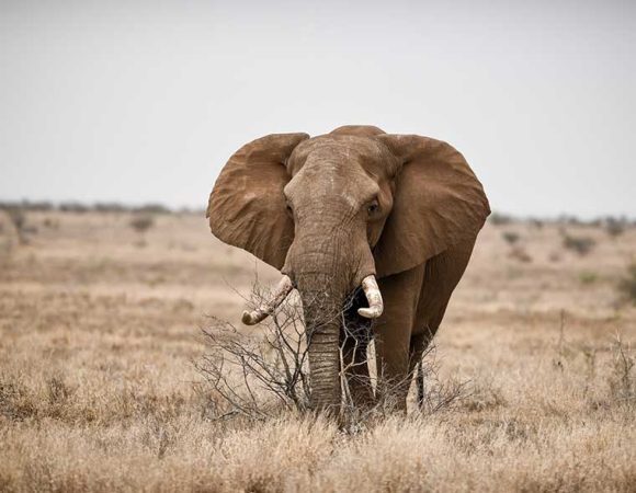 5-Days Elephant Safari