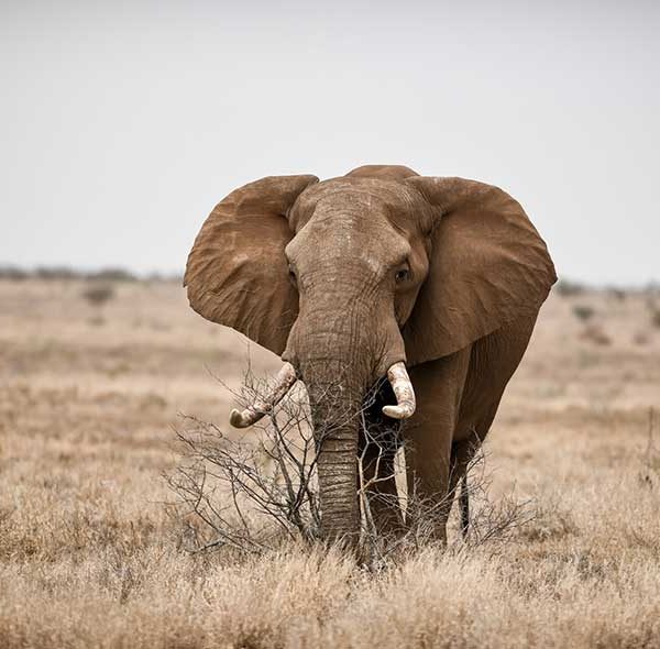5-Days Elephant Safari