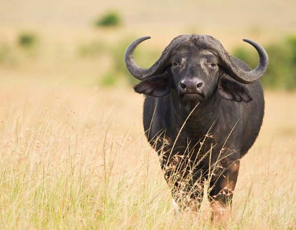 6-Days Buffalo Safari