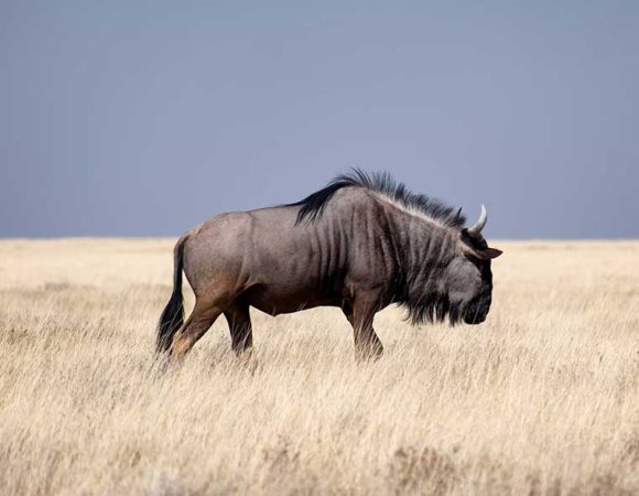 4-Days Wildebeest Safari