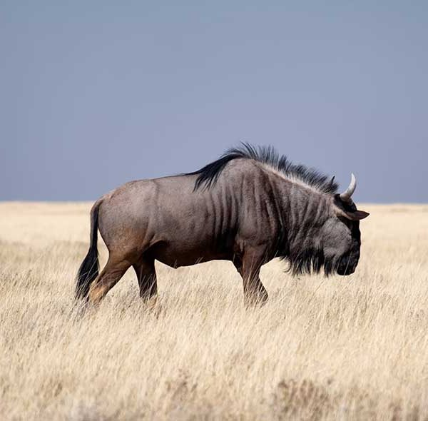 4-Days Wildebeest Safari