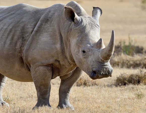 3-Days Rhinoceros Safari