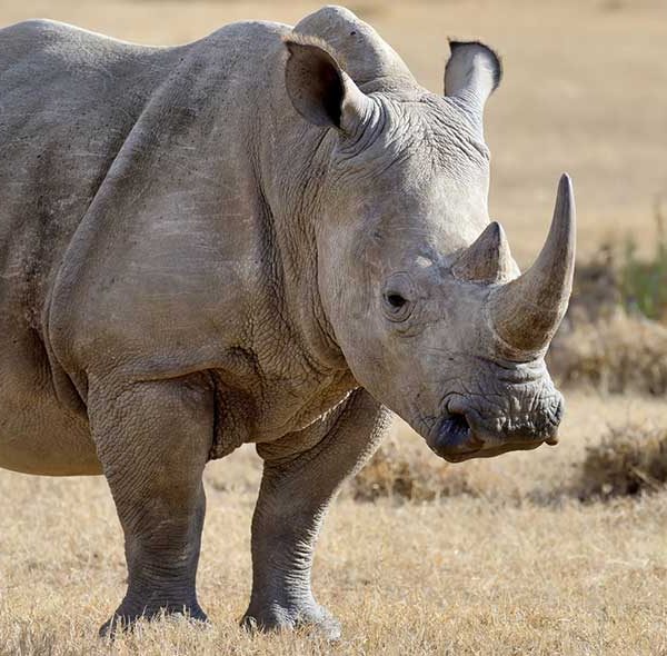 3-Days Rhinoceros Safari