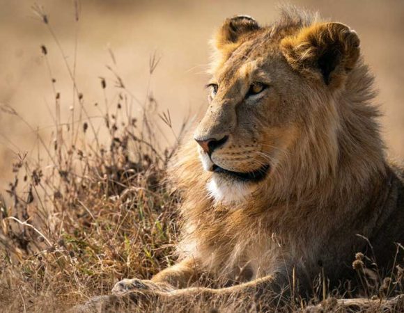 14-Days Lion (King of the African savannah) Safari