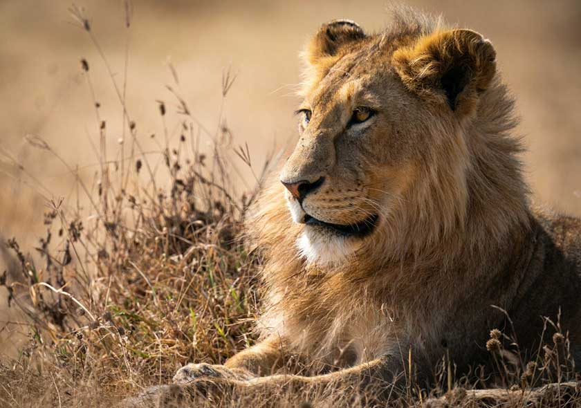 14-Days Lion (King of the African savannah) Safari