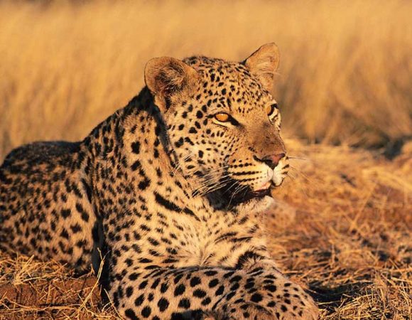 7-Days Leopard Safari