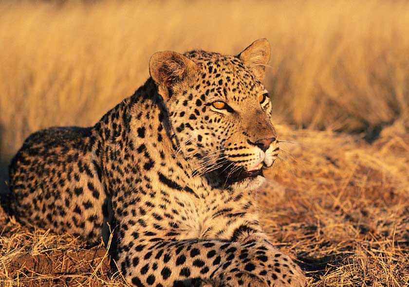 7-Days Leopard Safari